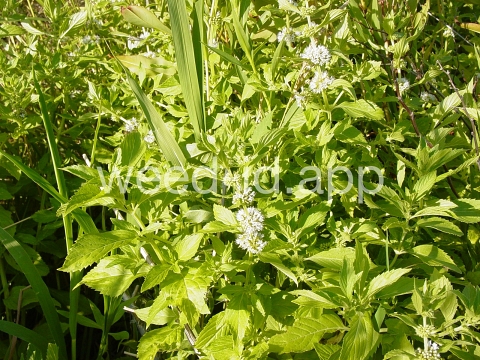 mint, field